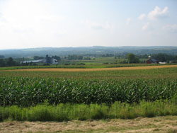 Decorative picture of farm field