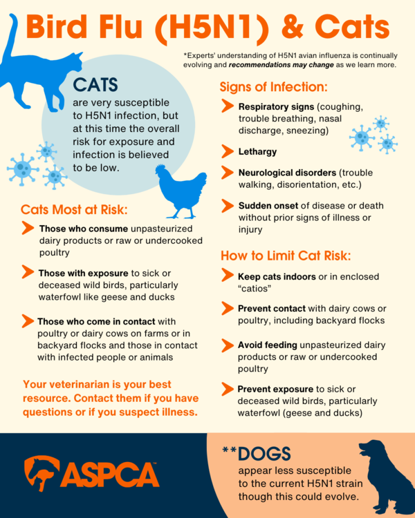 Information about risk, symptoms, prevention for cats catching bird flu
