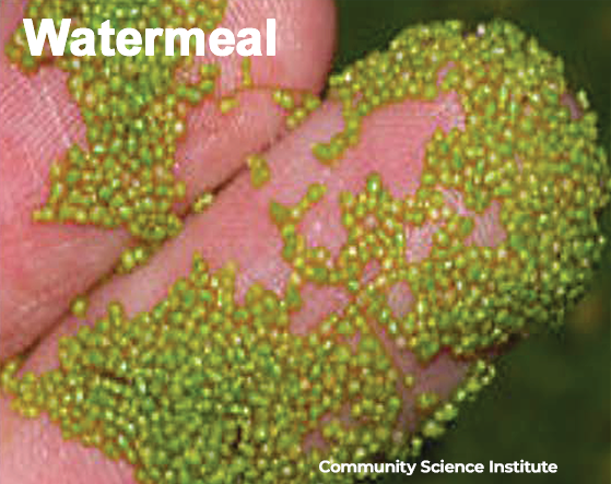 This is NOT HABs, it is Watermeal. Photo courtesy Community Science Institute (CSI)