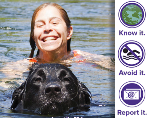 Dog and girl swimming with Know it, Avoid it, Report it icons