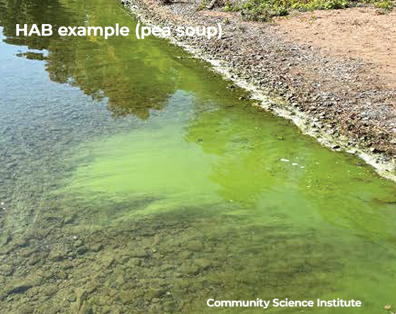 Harmful Algal Blooms (HABs) might look like pea soup
