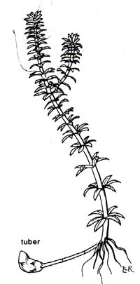 Botanical line drawing of a single Hydrilla plant